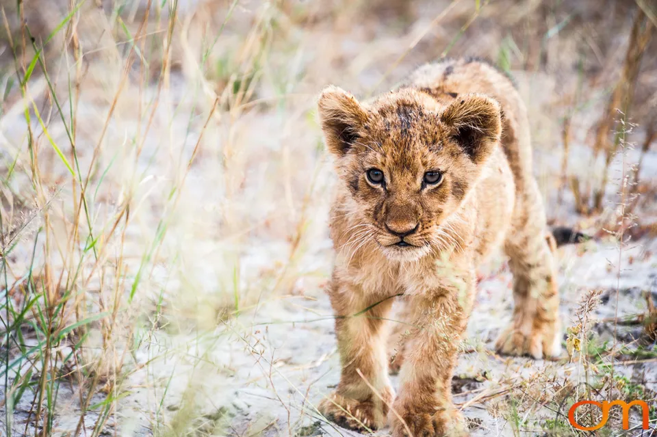 Leopards and Lions: Okavango Delta