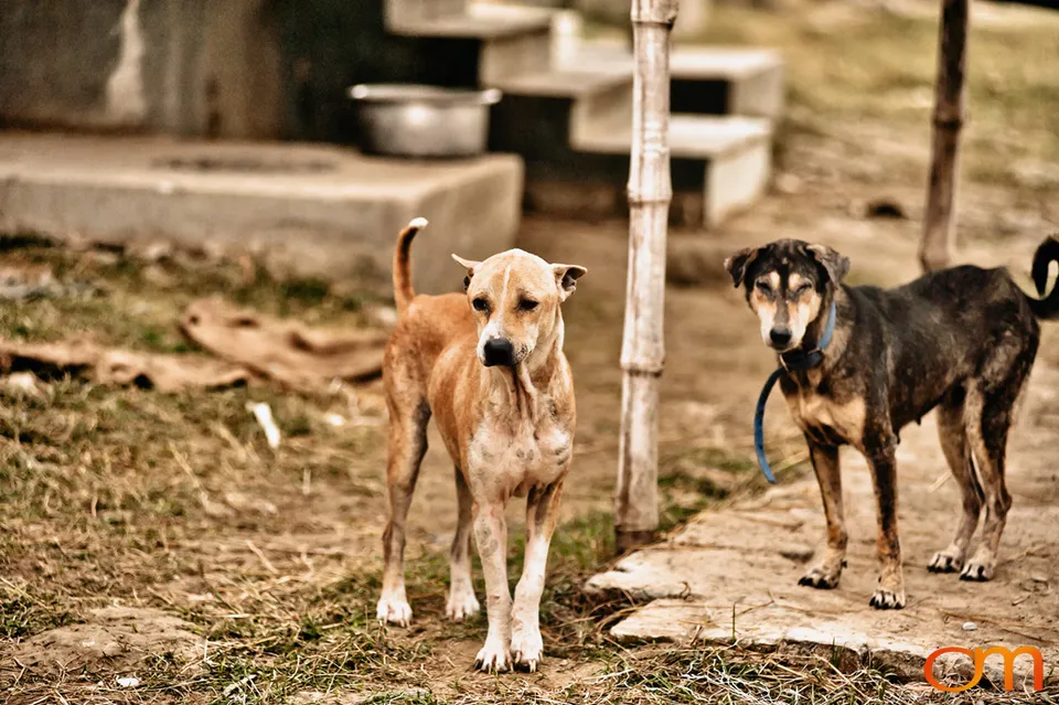 Kolkata Street Dogs: Community Care and the Indian Native Dog