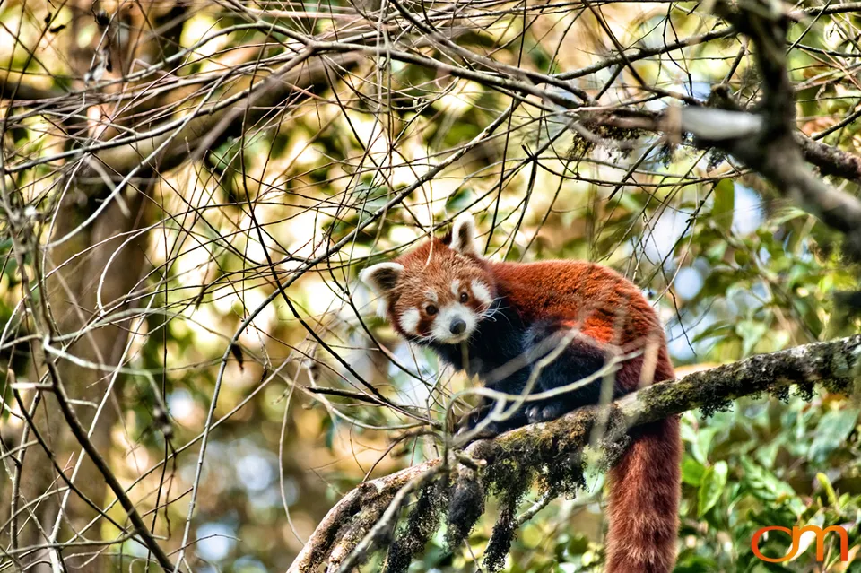 Darjeeling: Tea Landscapes and Himalayan Wildlife