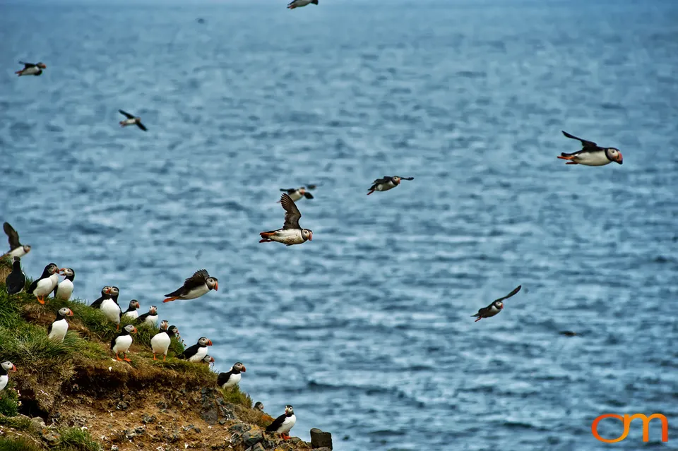 Atlantic Puffins at Látrabjarg