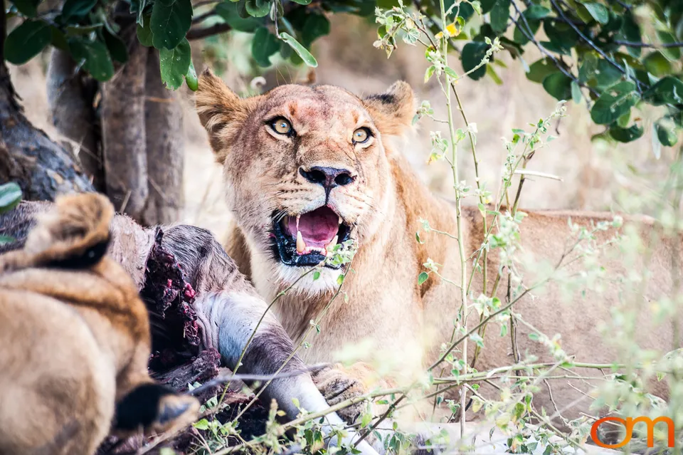 Leopards and Lions: Okavango Delta