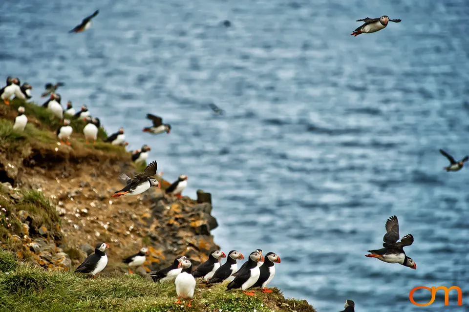 Atlantic Puffins at Látrabjarg