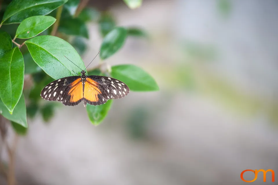 Butterflies and Moths at Butterfly Wonderland