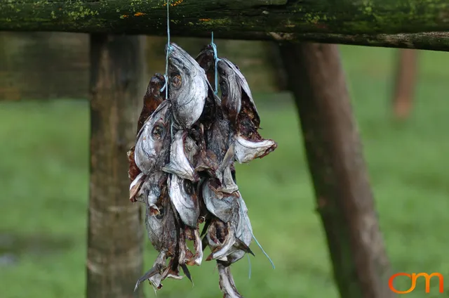 Outdoor Drying of Fish Heads in Iceland