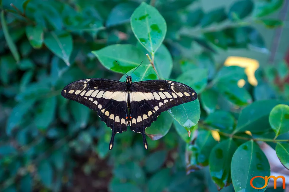 Butterflies and Moths at Butterfly Wonderland