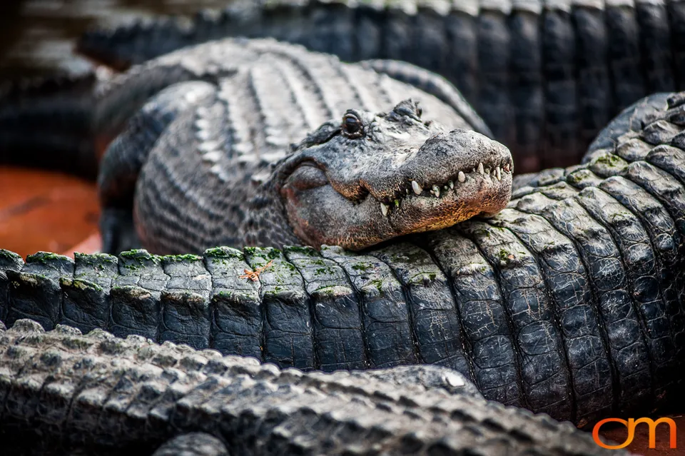 The American Alligator