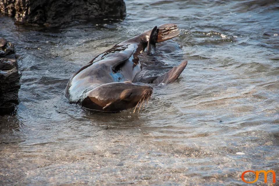Galápagos Fur Seals