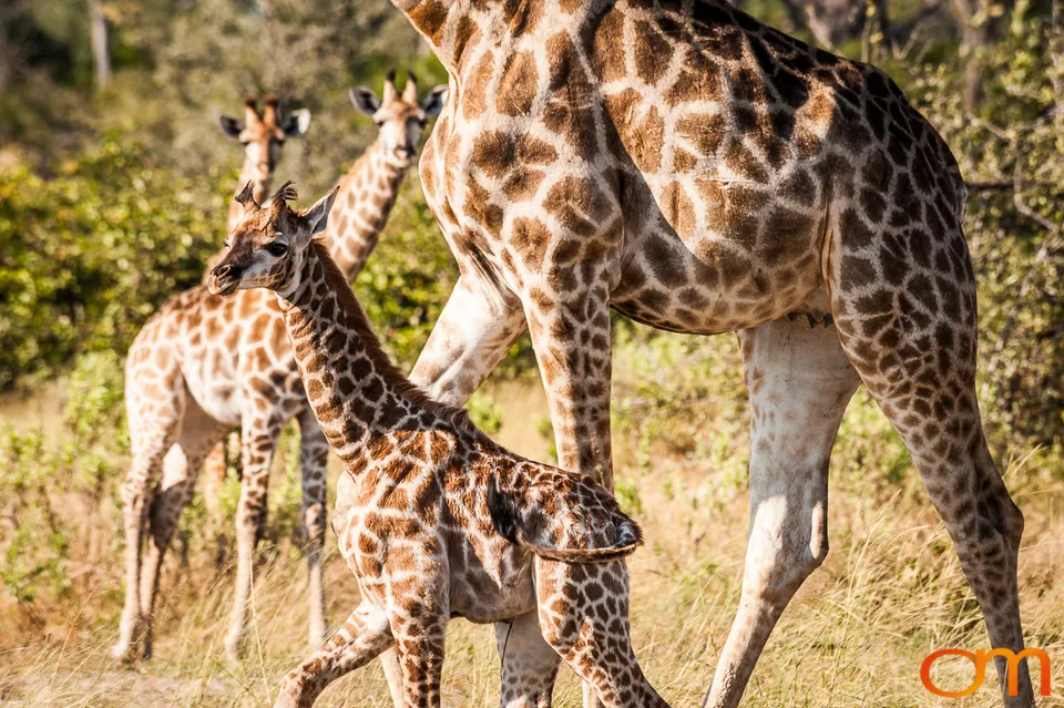 South African Giraffes: Okavango Delta