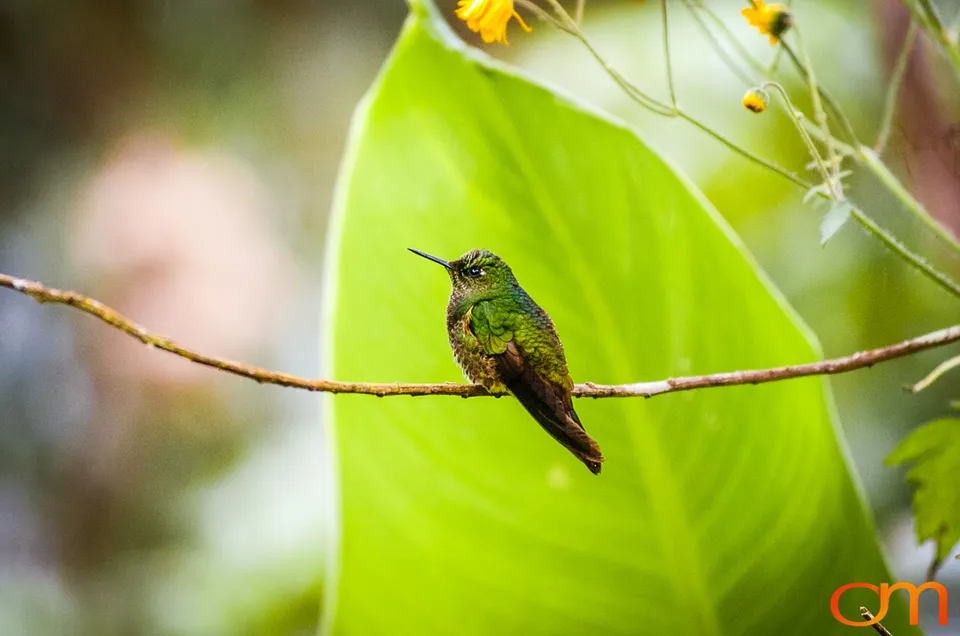 Buff-tailed Coronet