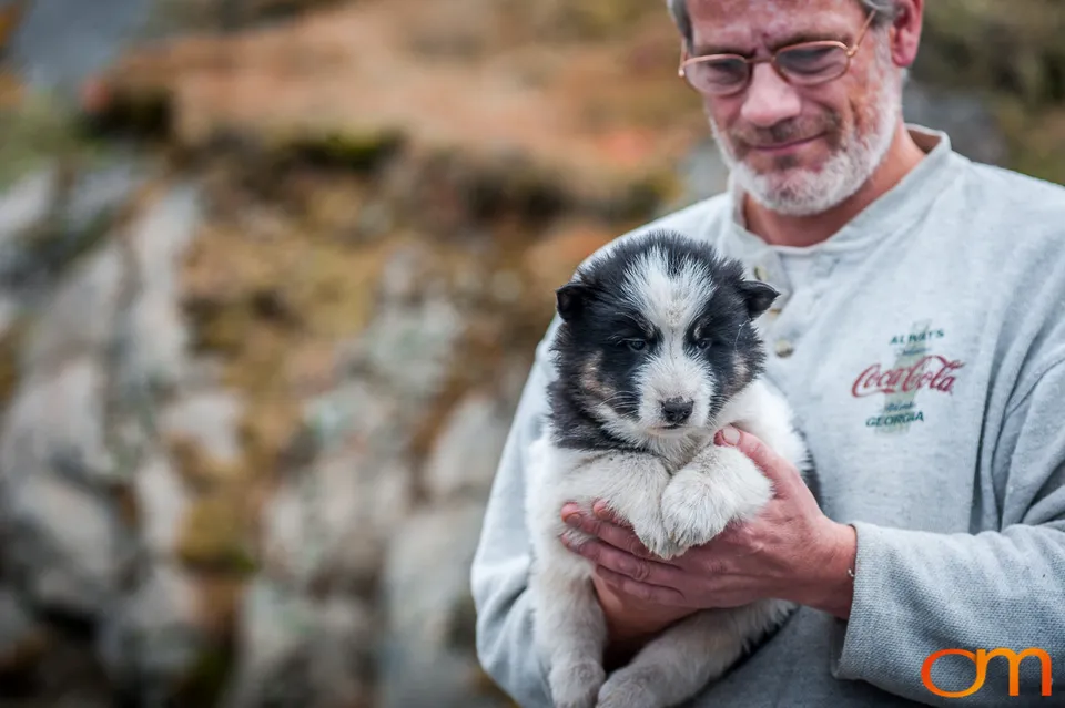 Qimmit: Greenland’s Working Sled Dogs