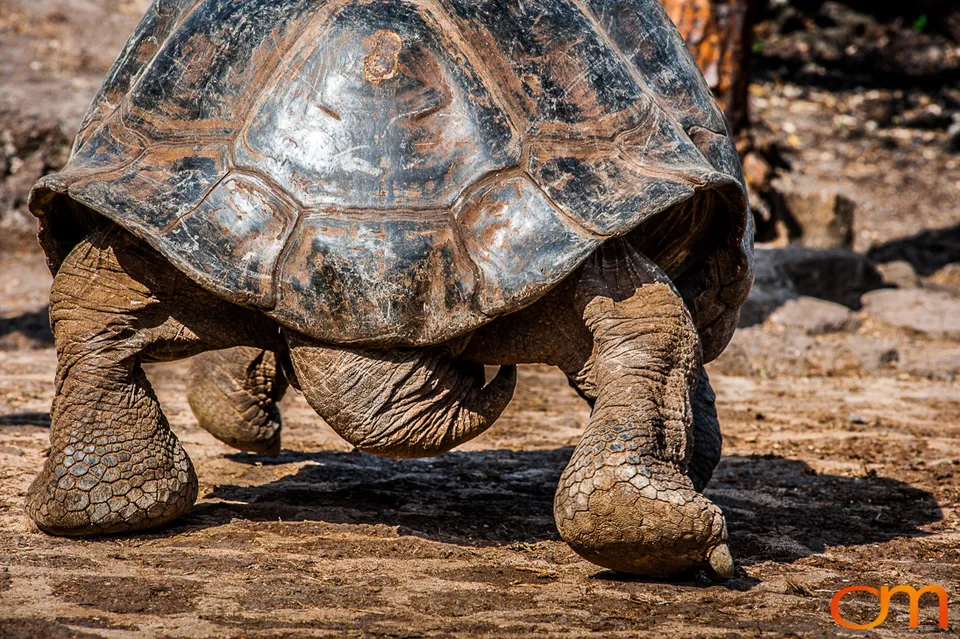 Galápagos Giant Tortoises