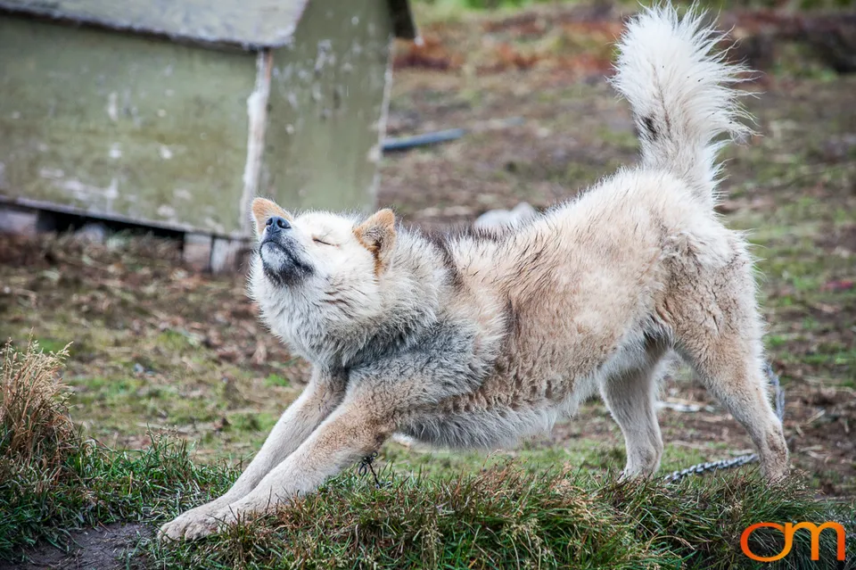 Qimmit: Greenland’s Working Sled Dogs