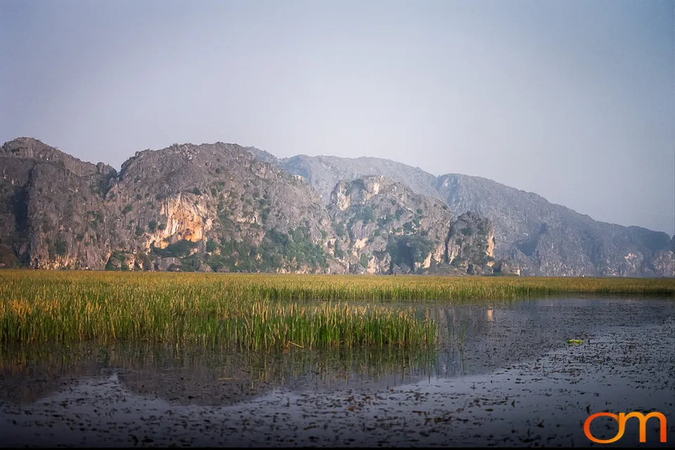 Cà Cuống: Vietnam’s Giant Water Bug
