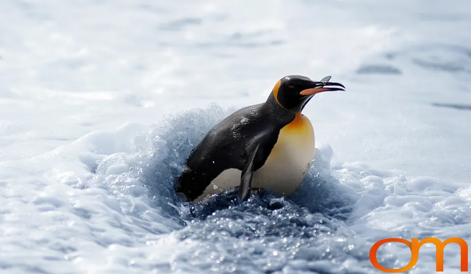 King Penguins