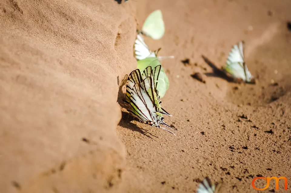 Butterfly Mud-Puddling in the Peruvian Amazon