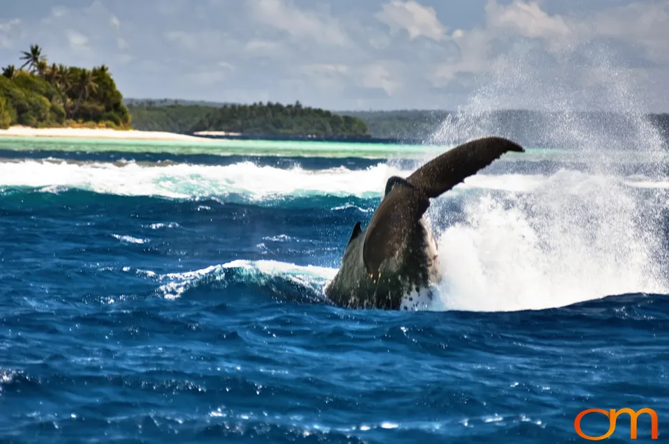 Humpback Whales of Tonga