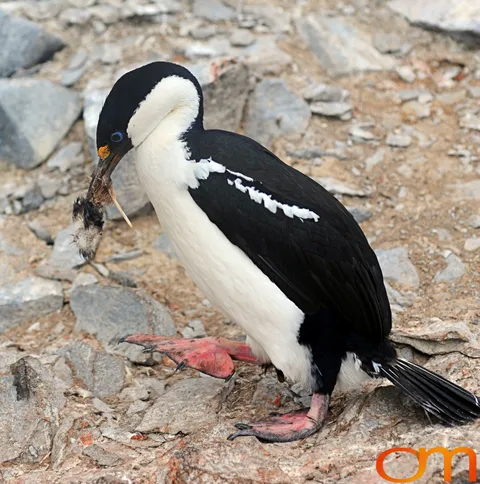Blue-Eyed Shag