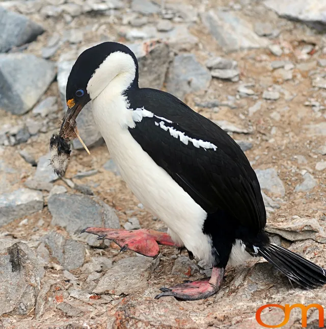 Blue-Eyed Shag
