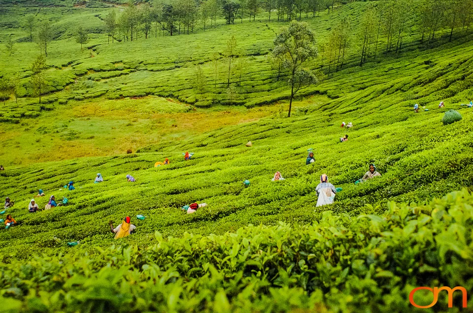 Tea Harvesting in Munnar