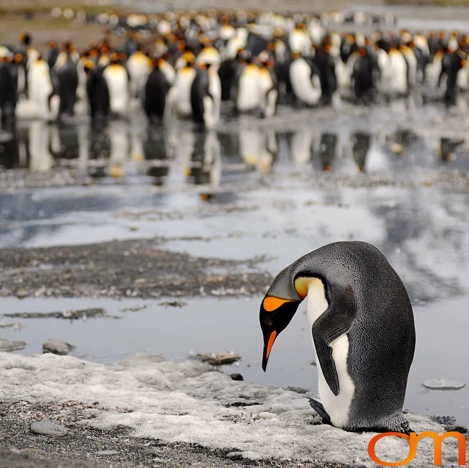 King Penguins