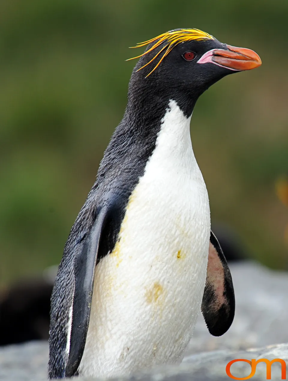 Macaroni Penguins