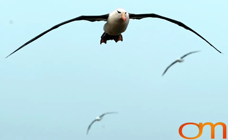Black-Browed Albatross