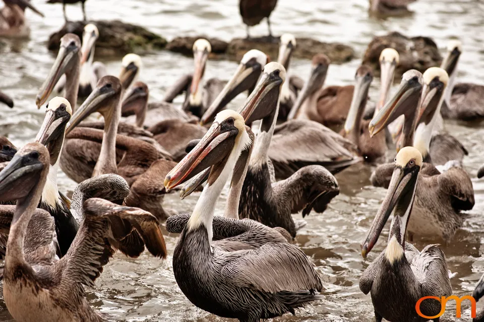 Florida Waterbirds: Brown Pelicans, White Ibises, and Egrets
