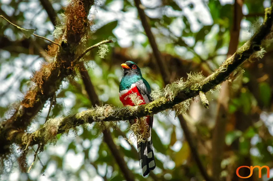Masked Trogon