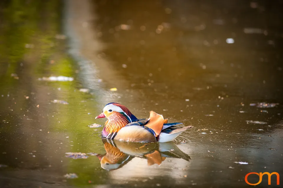 Mandarin Ducks in Sanssouci Park