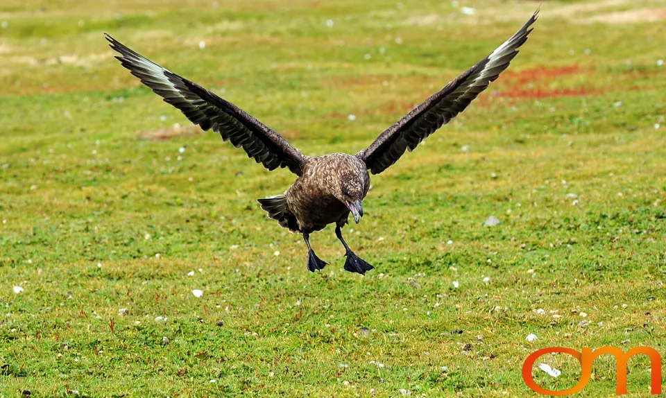 Falkland Skuas