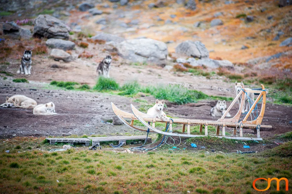 Qimmit: Greenland’s Working Sled Dogs