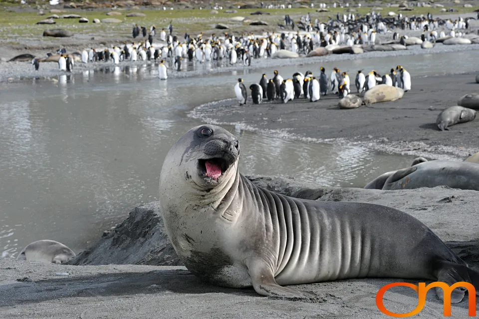 Southern Elephant Seals