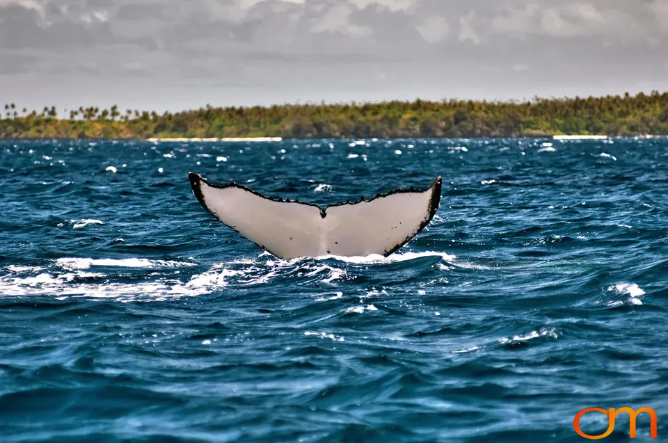 Humpback Whales of Tonga