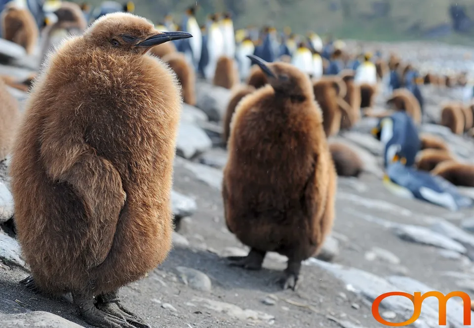 King Penguins