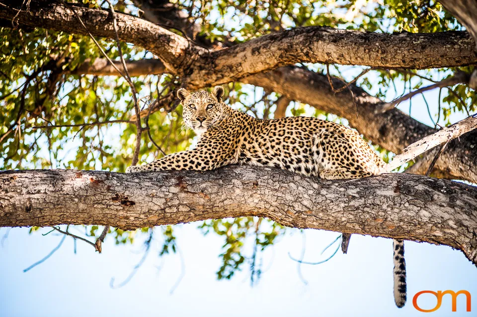 Leopards and Lions: Okavango Delta