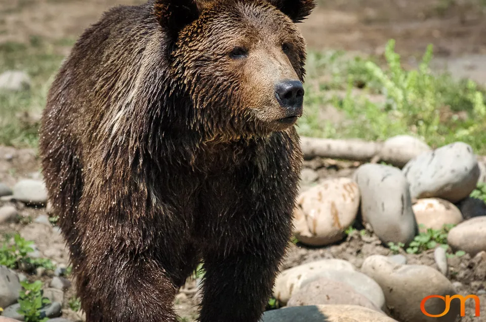 Brown Bears