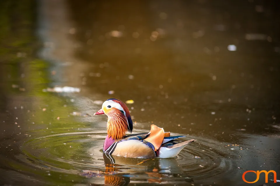 Mandarin Ducks in Sanssouci Park