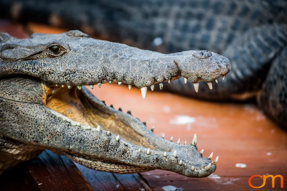 The American Alligator
