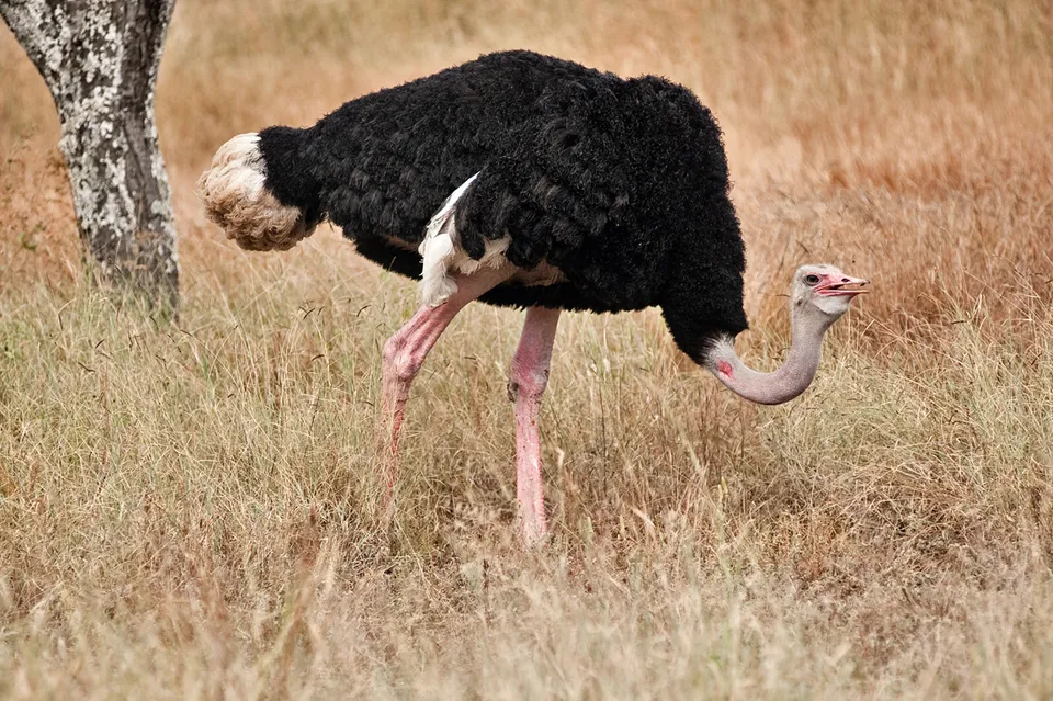 Abijatta-Shalla Lakes National Park