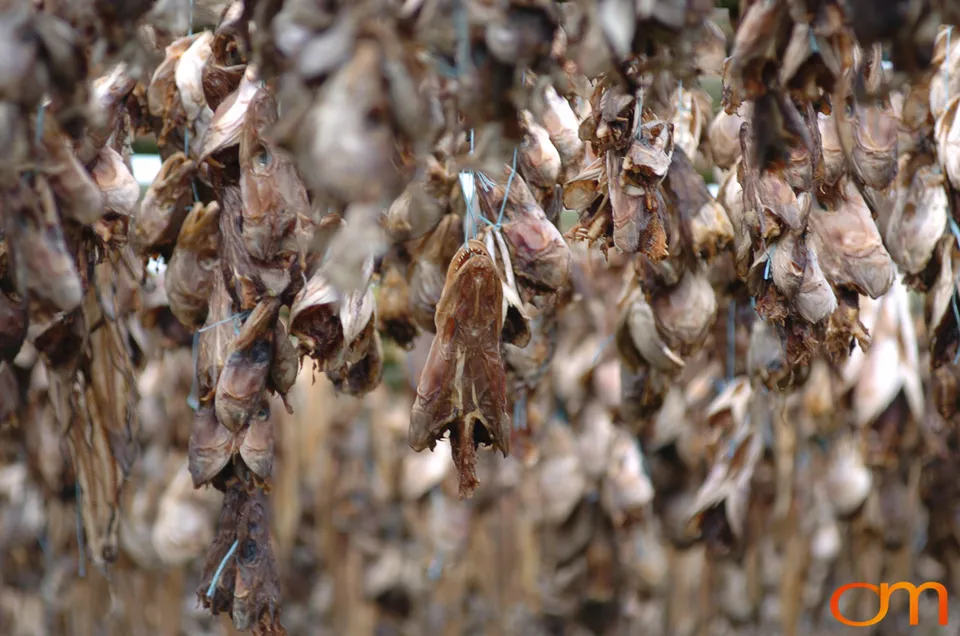 Outdoor Drying of Fish Heads in Iceland