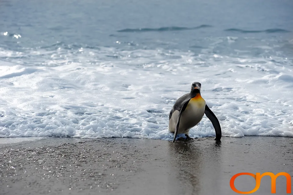 King Penguins