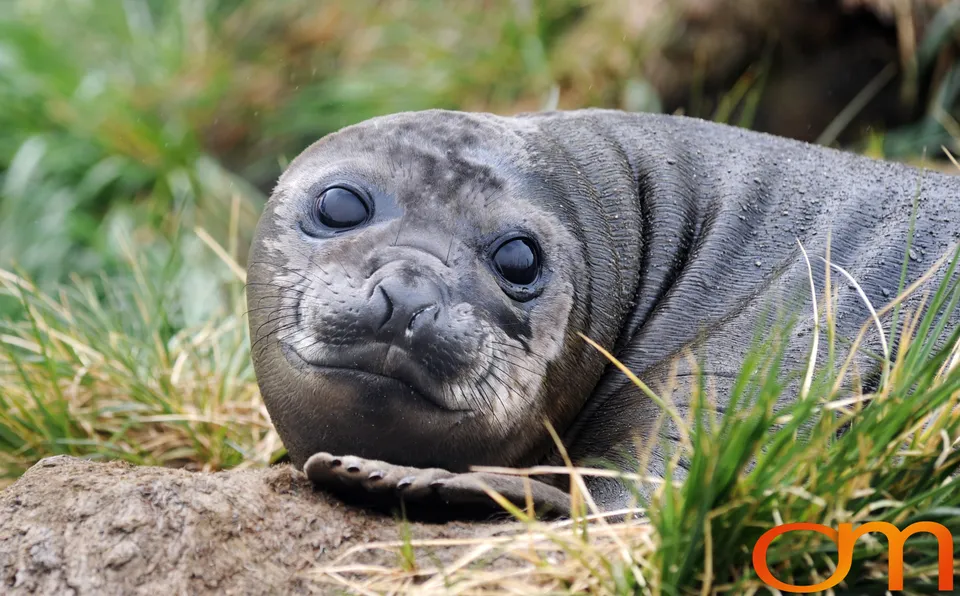 Southern Elephant Seals