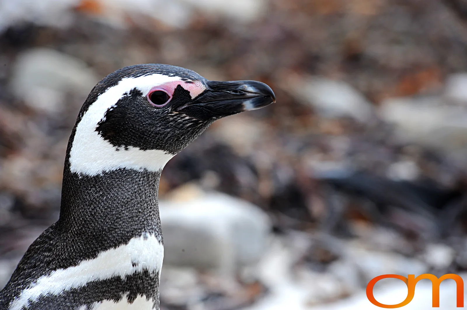 Magellanic Penguins