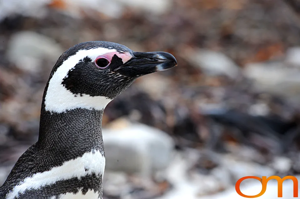 Magellanic Penguins
