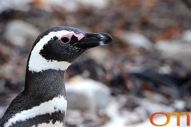 Magellanic Penguins