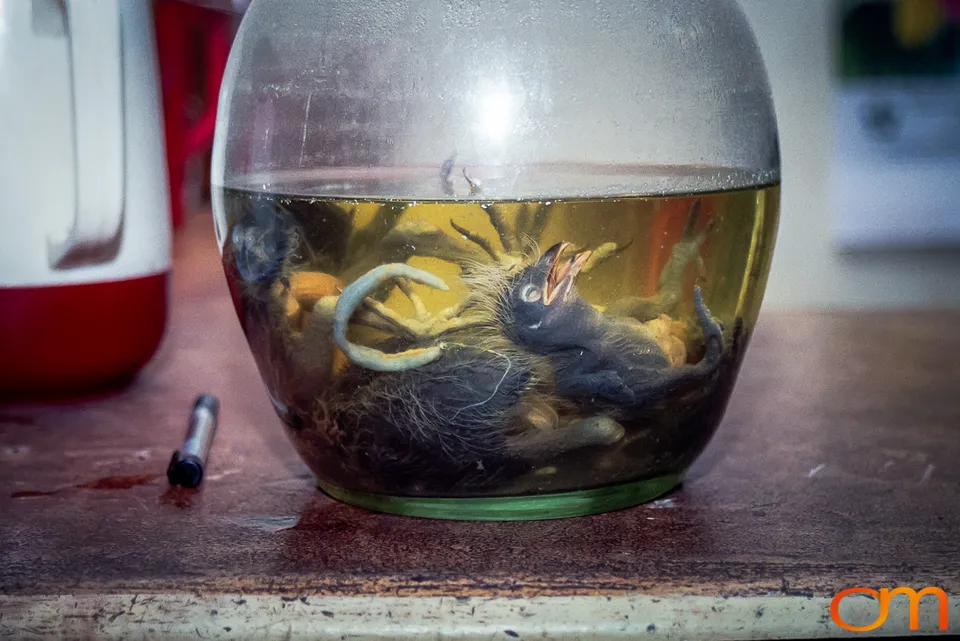 Rượu Thuốc: Medicinal Liquor in Vietnam