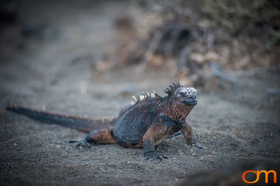 Galápagos Marine Iguana