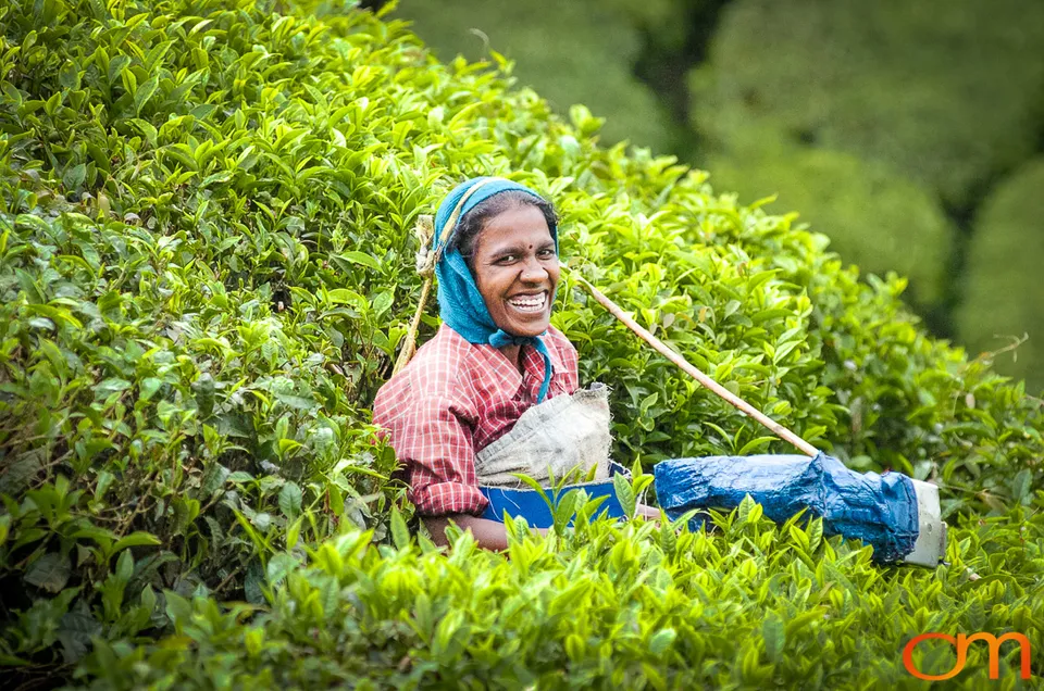 Tea Harvesting in Munnar