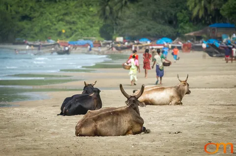 Polem Beach: Fishing Life on Goa’s Southern Coast