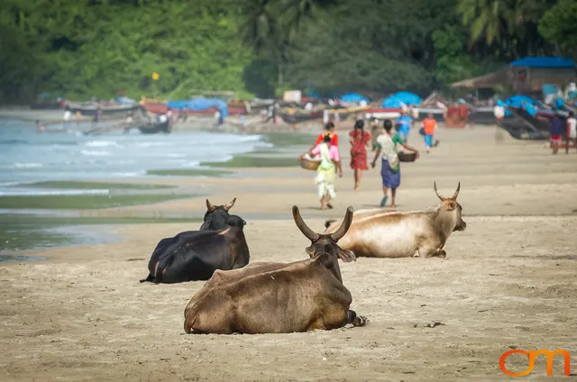 Polem Beach: Fishing Life on Goa’s Southern Coast